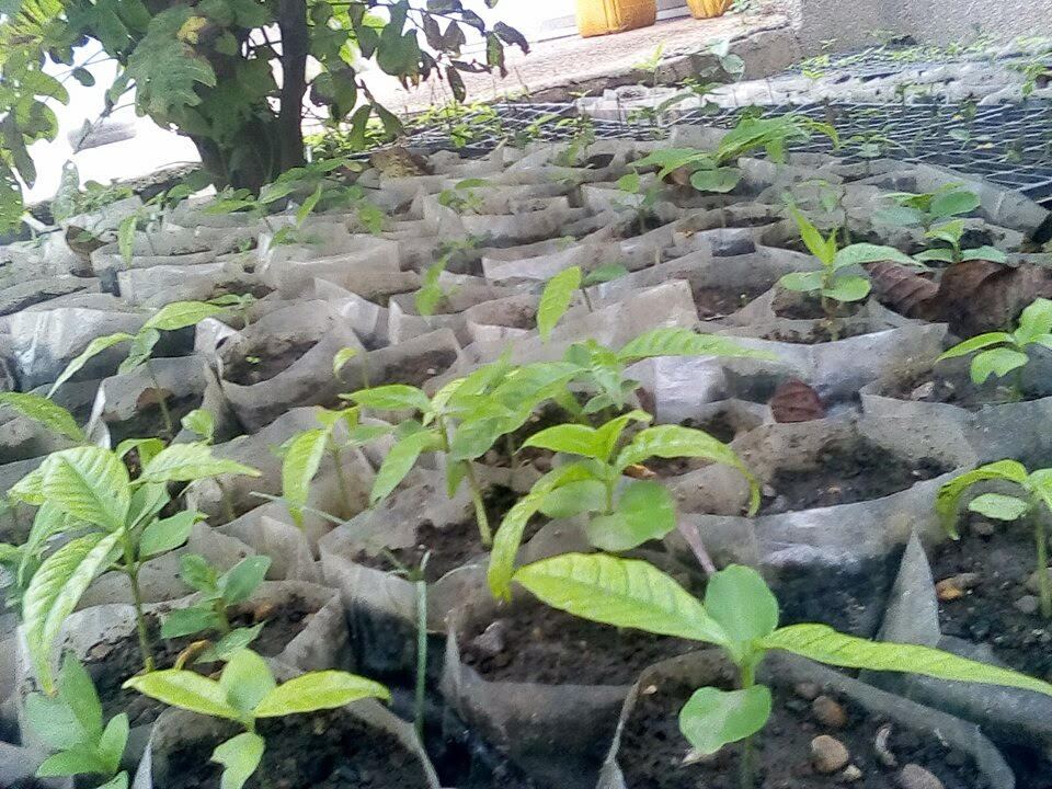 Ibogaine Clinical Directory