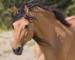 The Horse: Guided Power Meditation