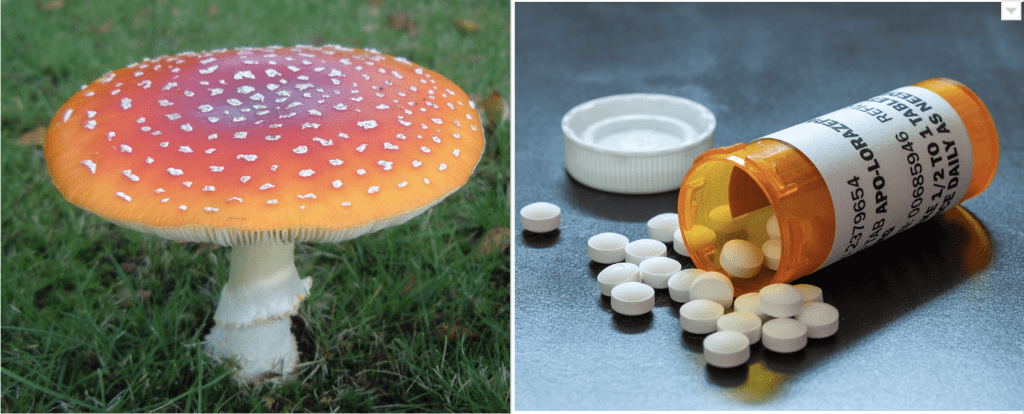 amanita-for-benzos